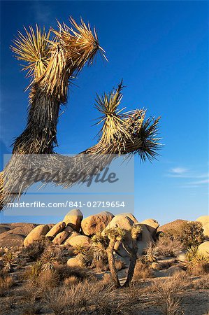 Landscape, Joshua Tree National Park, California, United States of America, North America