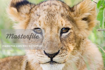Head on shot of lion cub (Panthera leo) looking at camera, Masai Mara Game Reserve, Kenya, East Africa, Africa
