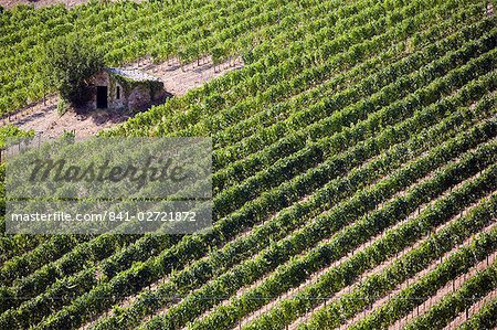 Vineyard, Montalcino, Val d'Orcia, Tuscany, Italy, Europe