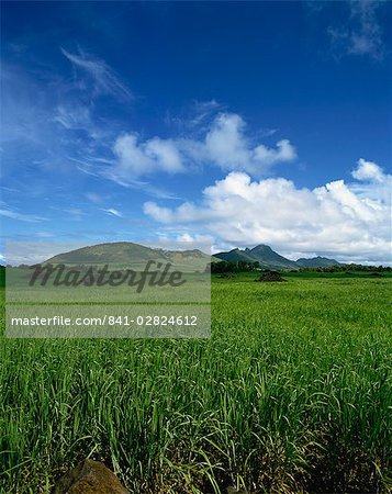 Sugar cane fields, Mauritius, Africa