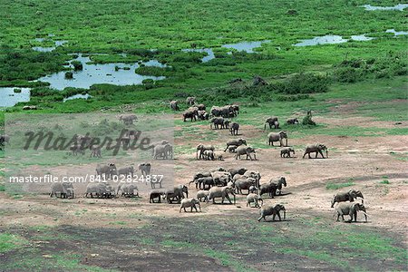 Elephant, Amboseli National Park, Kenya, East Africa, Africa