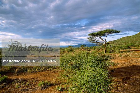 Samburu National Reserve, Kenya, East Africa, Africa