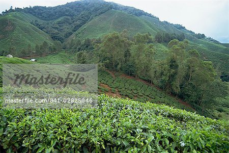 Tea country, Cameron Highlands, Malaysia, Southeast Asia, Asia