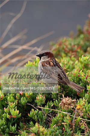 House sparrow, St. Mary's, Isles of Scilly, United Kingdom, Europe