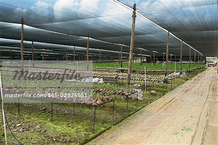 Plant and orchid nursery, near Arima, Trinidad, West Indies, Caribbean, Central America