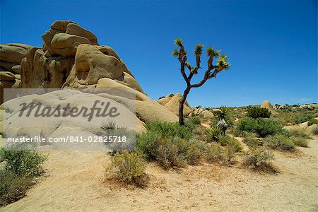 Joshua Tree National Monument, California, United States of America, North America