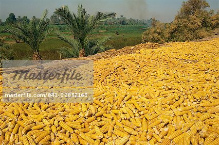 Corn on the cob drying on roof of a farm dwelling in Luxor, Egypt, North Africa, Africa