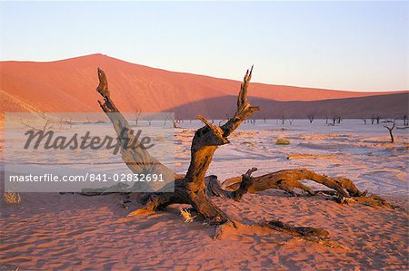 Death Vlei, Namib Naukluft Park, Namibia, Africa