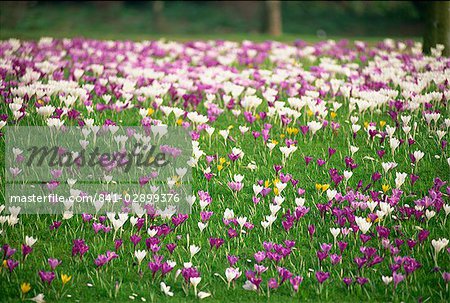 Carpet of crocuses in spring in England, United Kingdom, Europe