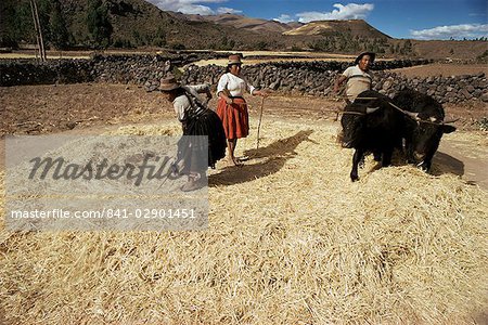 Threshing wheat at Racchi, Cuzco area, High Andes, Peru, South America