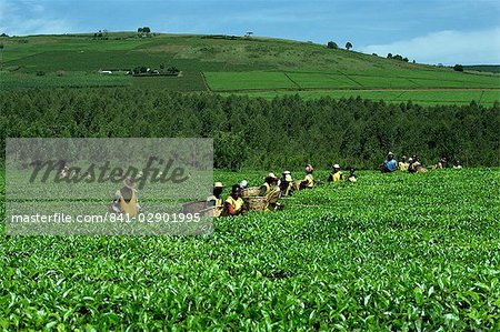 Tea picking, Sotik, Kenya, East Africa, Africa