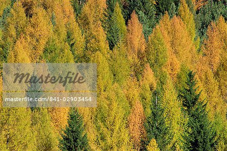 Trees in autumn colours in the Dolomites in Trentino Alto Adige, Italy, Europe