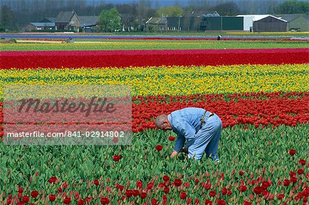 Tulip fields near Keukenhof, Holland, Europe
