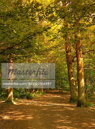 Woodland walk, Trent Park Country Park, near Cockfosters, North London, England, United Kingdom, Europe