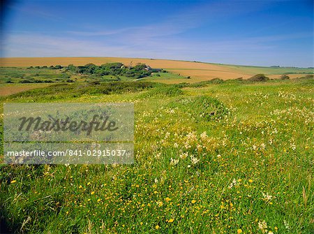 Wild flowers on the South Downs, East Dean, near Eastbourne, East Sussex, England, United Kingdom, Europe