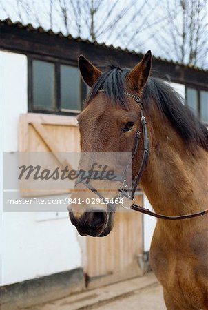 Flash noseband on horse, England, United Kingdom, Europe