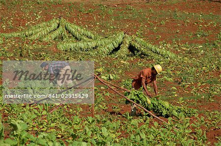 Picking tobacco leaves and placing on rack for first stage of drying, Pinar del Rio, Cuba, West Indies, Central America