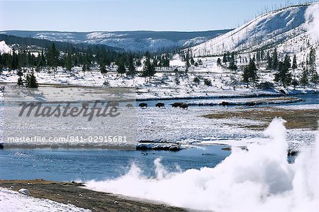 Buffalo beside Firehole River in winter in Midway geothermal basin, Yellowstone National Park, UNESCO World Heritage Site, Wyoming, United States of America (U.S.A.), North America