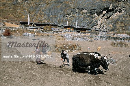Ploughing potato fields with yaks below old Langtang village, Langtang, Nepal, Asia