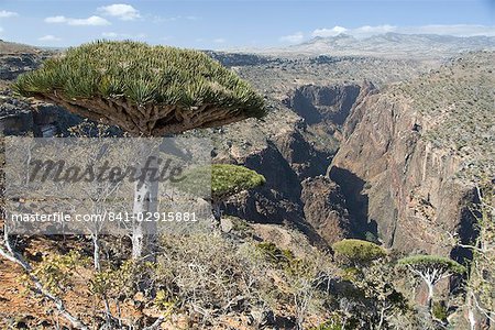 Dearhur Canyon, descending from Hagghir Mountains, Dragon Blood Trees (Dracaena cinnabari), growing along rim, Diksam Plateau, central Socotra Island, Yemen, Middle East