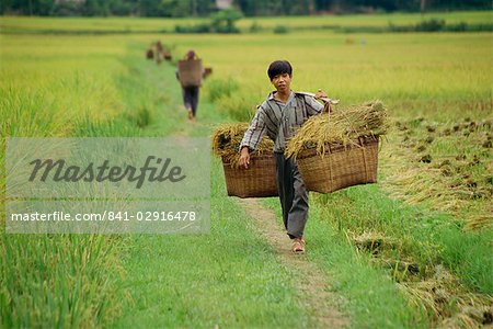 Man carrying wicker baskets full of rice through fields at Mai Chau in Vietnam, Indochina, Southeast Asia, Asia