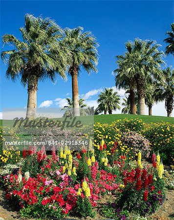 Petunias and antirrhinum flowers with palm trees in the background, at Desert Palm Springs, California, United States of America, North America