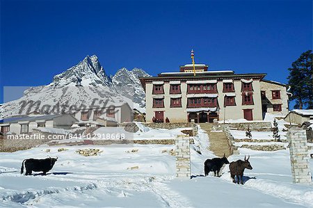 Yaks in the snow outside Tengboche monastery in the Everest region of Nepal, Asia