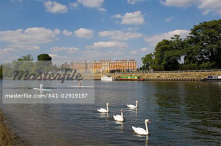 Swans and sculls on the River Thames, Hampton Court, Greater London, England, United Kingdom, Europe