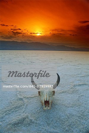 Cow's skull on salt flats, Death Valley National Monument, California, United States of America, North America