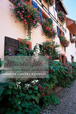 Flower-filled village street, Eguisheim, Haut-Rhin, Alsace, France, Europe