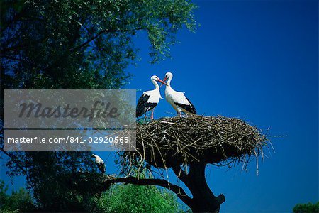 Pair of white storks (ciconia ciconia) on nest, Hunawihr, Haut-Rhin, Alsace, France, Europe