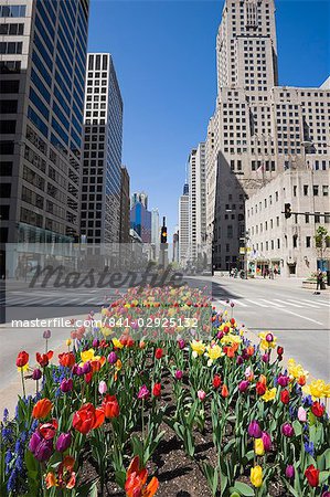 Tulips on North Michigan Avenue, The Magnificent Mile, Chicago, Illinois, United States of America, North America