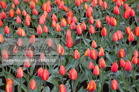 Tulips, Keukenhof, park and gardens near Amsterdam, Netherlands, Europe