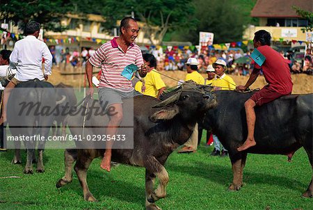 Buffalo racing held annually at Kota Belud at the Tamu or Sunday market where buffalo sales held weekly, in Sabah, Malaysia, Borneo, Southeast Asia, Asia