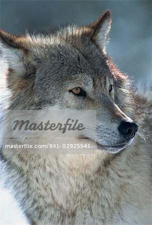 Wolf (Canis lupis), Grizzly Discovery Centre, Montana, United States of America, North America