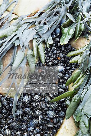 Mussels and seaweed on the tidal seashore, Cullen, Scotland, United Kingdom, Europe