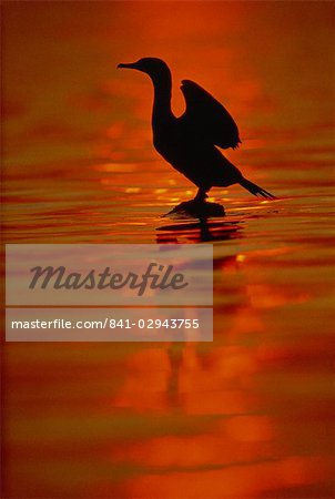 Double crested cormorant, New York State, United States of America, North America