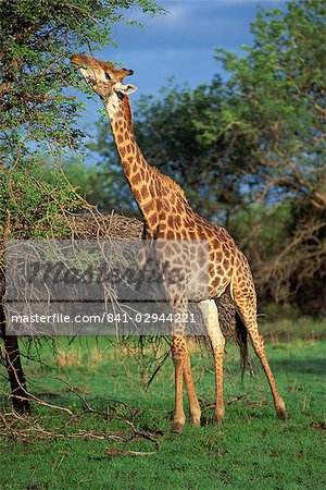 Giraffe grazing, South Africa, Africa