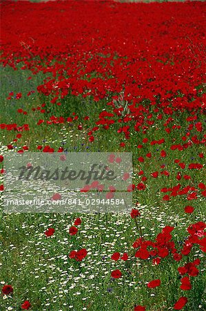 Wild poppies, Anatolia, Turkey, Asia Minor, Eurasia