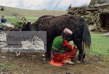 A woman in an embroidered hat milking the yak-cow, Yash-Pert Summer Diary in the Hunza area of Pakistan, Asia
