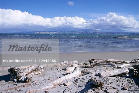 Large amount of driftwood on beach, Haast, Westland, west coast, South Island, New Zealand, Pacific