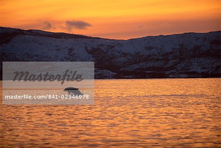 Breaching killer whale (Orcinus Orca), Tysfjord, Norwegian Arctic, Norway, Scandinavia, Europe