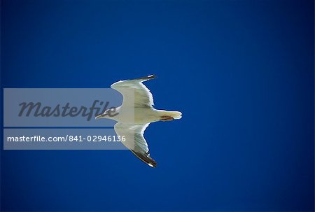 Seagull in flight, against blue sky