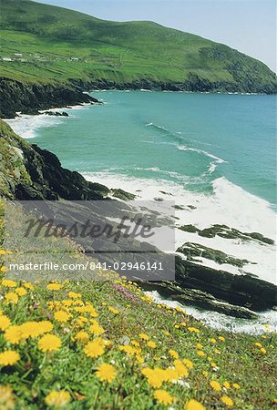 Irish summer colours, Slea Head, Dingle Peninsula, County Kerry, Munster, Republic of Ireland (Eire), Europe