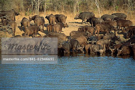 A herd of Cape buffalo (Syncerus caffer) drinking at a water hole, Kruger National Park, South Africa, Africa