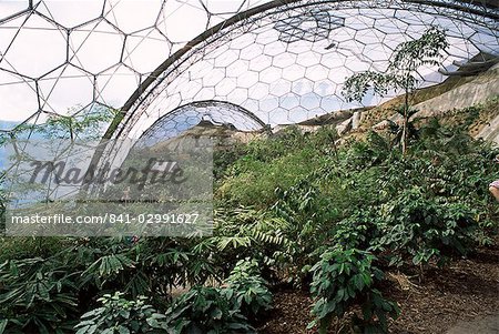 Biome interior, The Eden Project, near St. Austell, Cornwall, England, United Kingdom, Europe