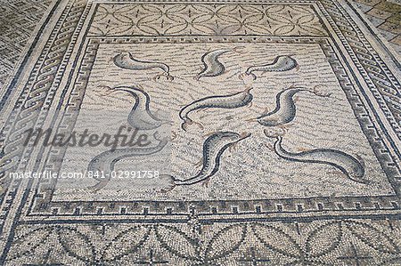 Mosaic floor, Roman archaeological site of Volubilis, UNESCO World Heritage Site, Morocco, North Africa, Africa