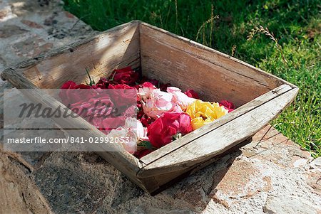 Flowers in old wooden tray, Goreme, Cappadocia, Turkey, Asia Minor, Asia