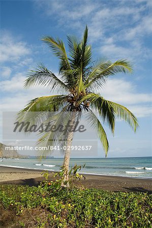 Palm trees on beach at Punta Islita, Nicoya Pennisula, Pacific Coast, Costa Rica, Central America
