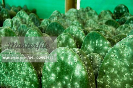 Infested pads of cactus used to raise the Cochineal beetle for making red dye, Oaxaca, Mexico, North America